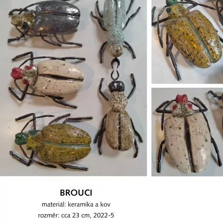 Brouci